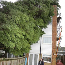 Mortgage delay caused by a tree