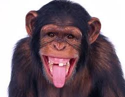 Most Landlords Are Monkeys