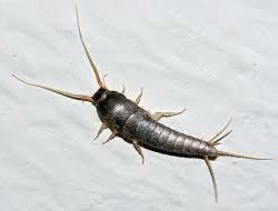 Pest Control for Silverfish?