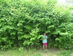 Japanese Knotweed found in survey?