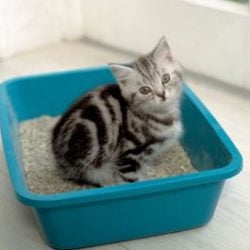 Who should pay for cat litter leak damage?