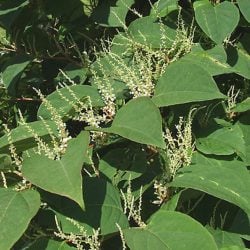 The Dangers of Japanese Knotweed