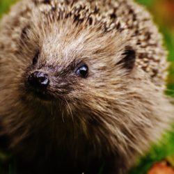 Protecting Hedgehogs a priority?