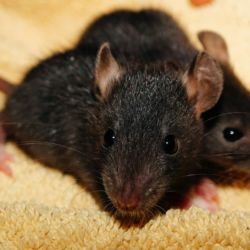 Rat Infestation – Tough?