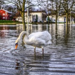 Block of flats next door causing flooding and subsidence?