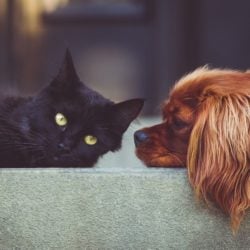 Cats and dogs policy shortsighted