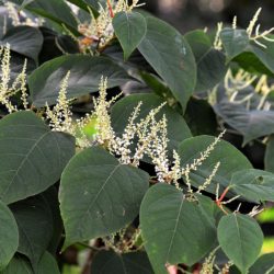 Knotweed affecting value of property