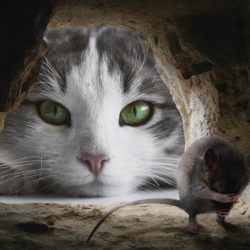 Small Claims Cat and Mouse games?