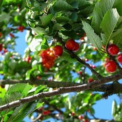 Nuisance cherry tree?