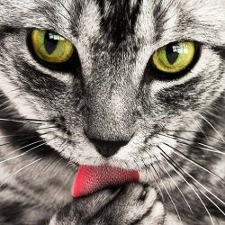 Cats Protection’s Purrfect Landlords campaign does not ask for increased deposits