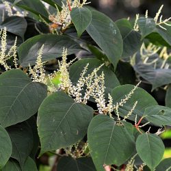 Japanese Knotweed cases up 27.91%