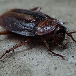 That Cockroach time of year!