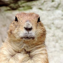 Reviewing the results of another demand focussed government initiative is the property market equivalent of Groundhog Day