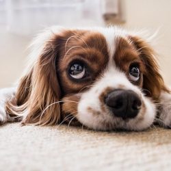Propertymark – Government must understand the cost of pets to Landlords