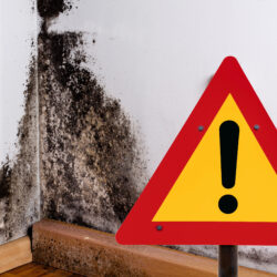 How should landlords handle damp and mould issues?