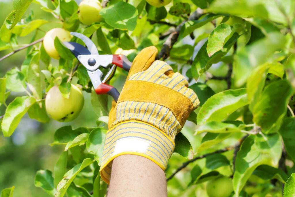 Is tree pruning the responsibility of the landlord or tenant?