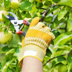 Is tree pruning the responsibility of the landlord or tenant?