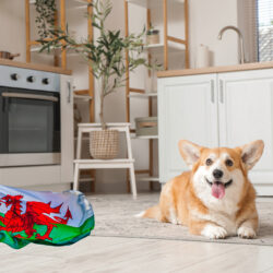 Welsh renters should get two months’ free rent and more pet-friendly homes