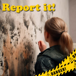 Councils and letting agents join forces to tackle damp and mould in the PRS