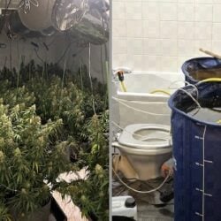 Tenant’s lies cause £10,000 damage after marijuana farm found in rental property