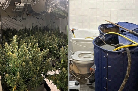 Tenant’s lies cause £10,000 damage after marijuana farm found in rental property