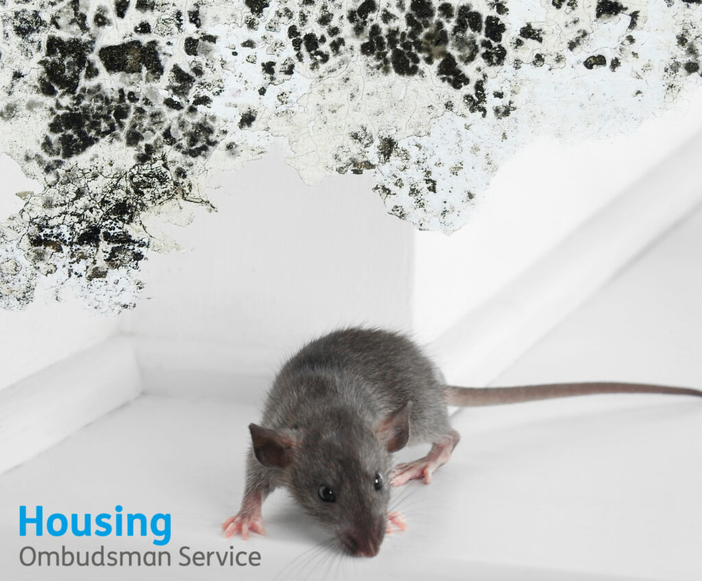 Housing Ombudsman urges action after failures in rat infestation and damp and mould cases