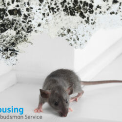 Housing Ombudsman urges action after failures in rat infestation and damp and mould cases